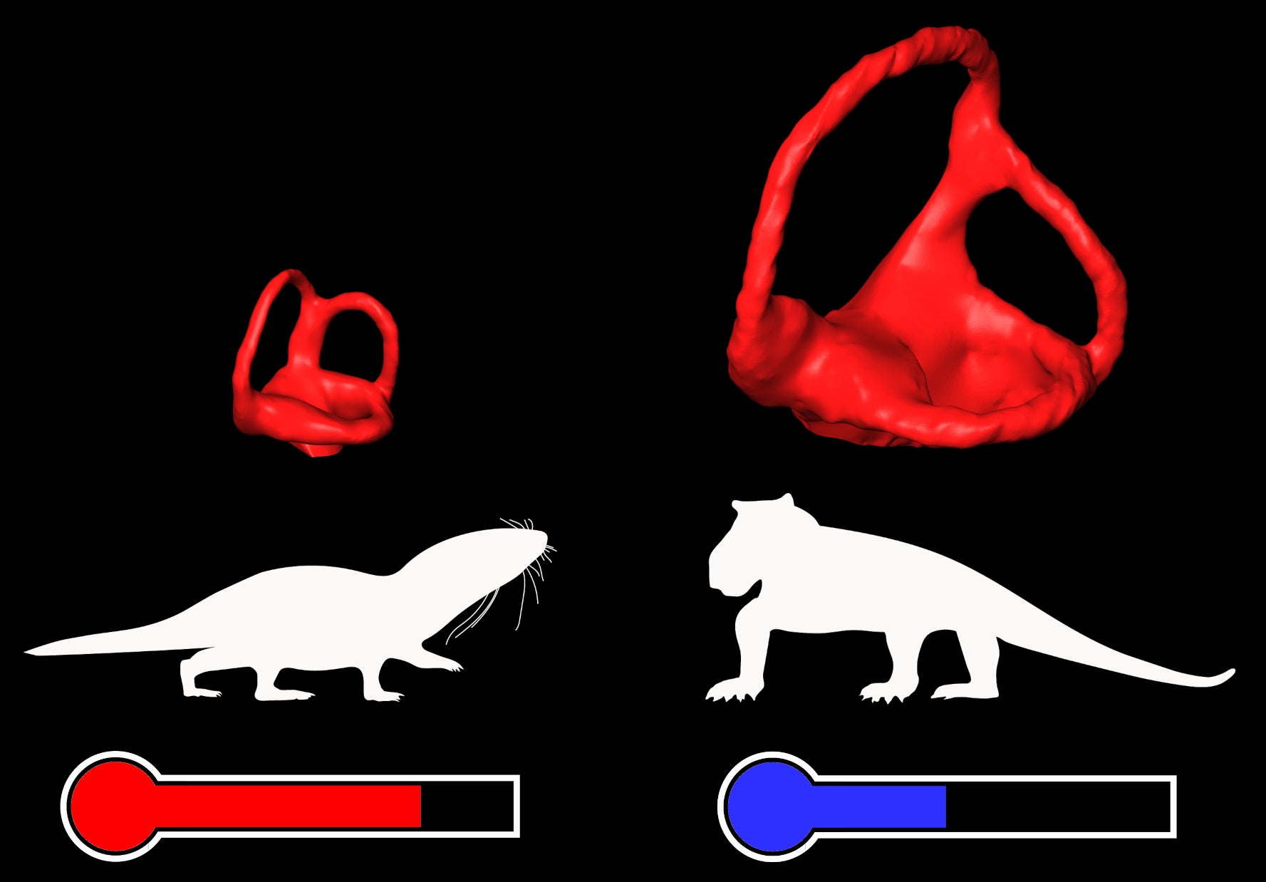 New Evidence Emerges In Mystery Of When Mammals Became Warm-Blooded ...